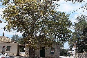 Platanos